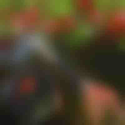 Nožnice na strihanie stromov | TREESNIP