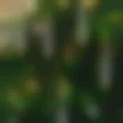 Bezplameňové blikajúce sviečky (6 ks) | CANDLEA