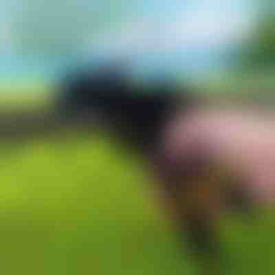 Nástroj na ťažké sťahovacie pásky | ZIPFLEX